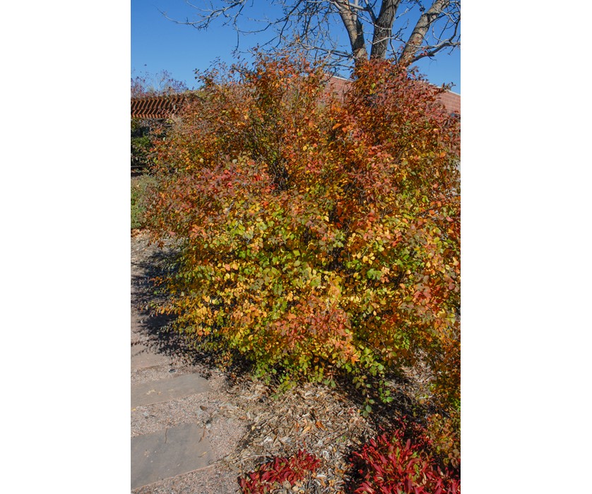 Van Houtte Spirea